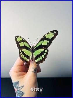 Philaethria Dido Papillon vert émeraude et noir naturalisé Spécimen tropical rare d Amérique du Sud pour cabinet de curiosités