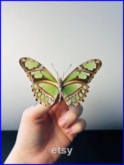 Philaethria Dido Papillon vert émeraude et noir naturalisé Spécimen tropical rare d Amérique du Sud pour cabinet de curiosités