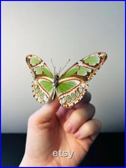 Philaethria Dido Papillon vert émeraude et noir naturalisé Spécimen tropical rare d Amérique du Sud pour cabinet de curiosités