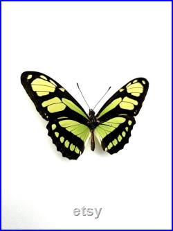 Philaethria Dido Papillon vert émeraude et noir naturalisé Spécimen tropical rare d Amérique du Sud pour cabinet de curiosités