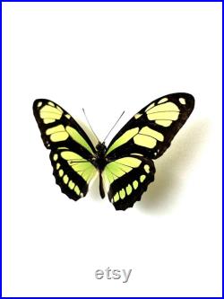 Philaethria Dido Papillon vert émeraude et noir naturalisé Spécimen tropical rare d Amérique du Sud pour cabinet de curiosités