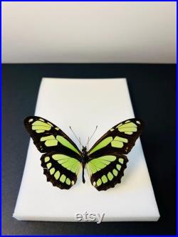 Philaethria Dido Papillon vert émeraude et noir naturalisé Spécimen tropical rare d Amérique du Sud pour cabinet de curiosités