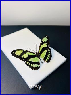 Philaethria Dido Papillon vert émeraude et noir naturalisé Spécimen tropical rare d Amérique du Sud pour cabinet de curiosités