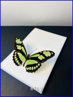 Philaethria Dido Papillon vert émeraude et noir naturalisé Spécimen tropical rare d Amérique du Sud pour cabinet de curiosités