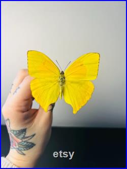 Phoebis Neocypris Rurina Papillon jaune citron naturalisé Spécimen tropical rare d Amérique du Sud pour cabinet de curiosités