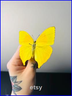 Phoebis Neocypris Rurina Papillon jaune citron naturalisé Spécimen tropical rare d Amérique du Sud pour cabinet de curiosités