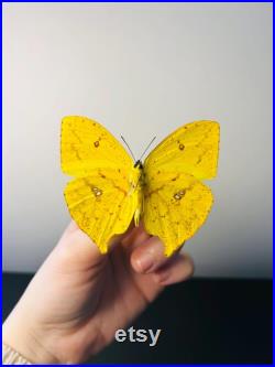 Phoebis Neocypris Rurina Papillon jaune citron naturalisé Spécimen tropical rare d Amérique du Sud pour cabinet de curiosités