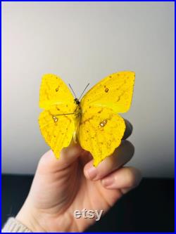 Phoebis Neocypris Rurina Papillon jaune citron naturalisé Spécimen tropical rare d Amérique du Sud pour cabinet de curiosités
