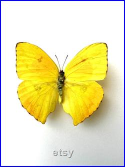 Phoebis Neocypris Rurina Papillon jaune citron naturalisé Spécimen tropical rare d Amérique du Sud pour cabinet de curiosités