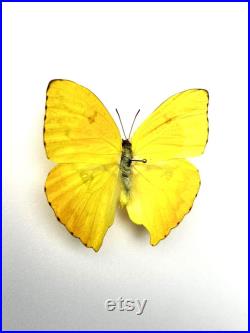 Phoebis Neocypris Rurina Papillon jaune citron naturalisé Spécimen tropical rare d Amérique du Sud pour cabinet de curiosités