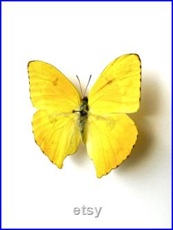 Phoebis Neocypris Rurina Papillon jaune citron naturalisé Spécimen tropical rare d Amérique du Sud pour cabinet de curiosités