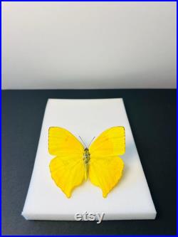 Phoebis Neocypris Rurina Papillon jaune citron naturalisé Spécimen tropical rare d Amérique du Sud pour cabinet de curiosités