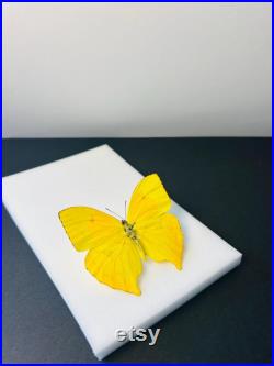 Phoebis Neocypris Rurina Papillon jaune citron naturalisé Spécimen tropical rare d Amérique du Sud pour cabinet de curiosités