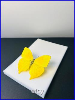 Phoebis Neocypris Rurina Papillon jaune citron naturalisé Spécimen tropical rare d Amérique du Sud pour cabinet de curiosités