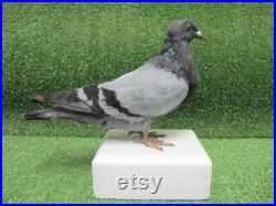 Pigeon gris Colombe des rochers Real Bird Taxidermy Mount
