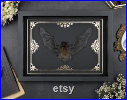 Pipistrellus javanicus Vraie chauve-souris dans le cadre noir or