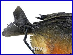 Piranha rouge naturalisé Pygocentrus nattereri sur pied métallique noir Taxidermie Cabinet de curiosités