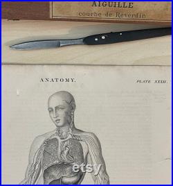 Planche anatomique, Encyclopaedia Britannica, Edinburgh , 1853 Cabinet de curiosités gravure vintage médecine anatomie XIXème Lithographie