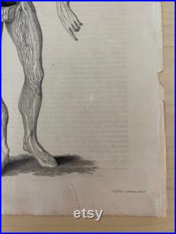 Planche anatomique, Encyclopaedia Britannica, Edinburgh , 1853 Cabinet de curiosités gravure vintage médecine anatomie XIXème Lithographie