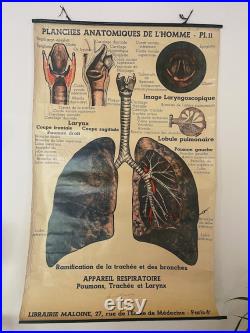 Planches anatomiques. Vers 1930. École de médecine. Appareils respiratoire. Cabinet de curiosités. Antique. Collection.