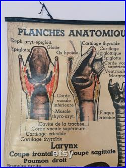 Planches anatomiques. Vers 1930. École de médecine. Appareils respiratoire. Cabinet de curiosités. Antique. Collection.