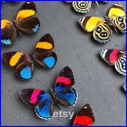 Plusieurs espèces de papillons Callicore avec affichage avant et verso