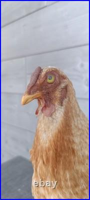 Poule naturalisée (taxidermie) sur socle déco cabinet de curiosité