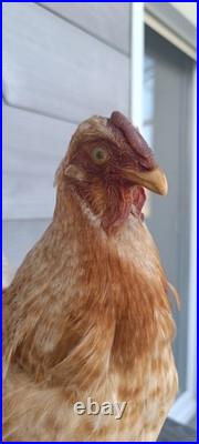 Poule naturalisée (taxidermie) sur socle déco cabinet de curiosité