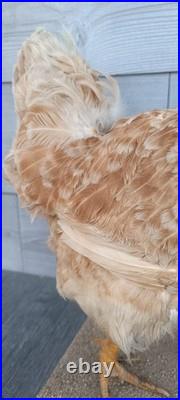 Poule naturalisée (taxidermie) sur socle déco cabinet de curiosité