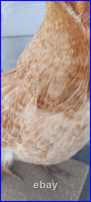 Poule naturalisée (taxidermie) sur socle déco cabinet de curiosité