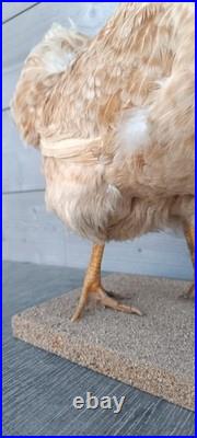Poule naturalisée (taxidermie) sur socle déco cabinet de curiosité