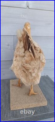 Poule naturalisée (taxidermie) sur socle déco cabinet de curiosité