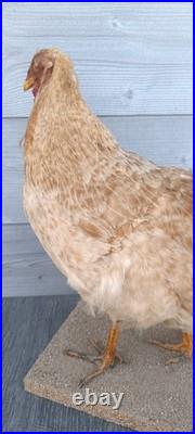 Poule naturalisée (taxidermie) sur socle déco cabinet de curiosité