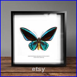 Priam s Blue Birdwing (Ornithoptera priamus urvillianus) Butterfly Box Frame taxidermy entomologie nature taxidermie photographie