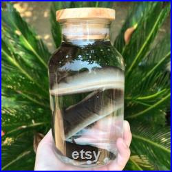 Processus de 30 jours sur commande Véritable spécimen humide d anguille d Amérique conservé dans une taxidermie en bocal en verre Curiosité curiosité taxidermie poisson