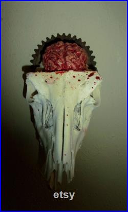 Pronghorn COGnition Real Skull Mount avec cog et latex Brain