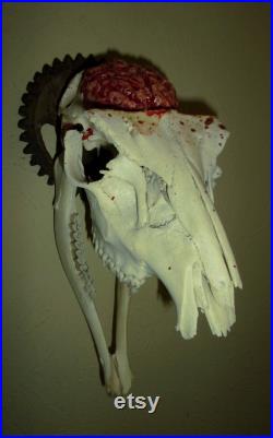 Pronghorn COGnition Real Skull Mount avec cog et latex Brain