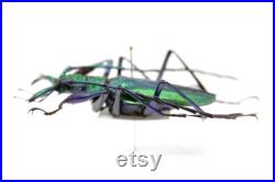 Psalidognathus friendii MALE Colombia, A1 Entomology Set Épinglé Real Beetle Specimen 55mm (OC112)