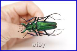 Psalidognathus friendii MALE Colombia, A1 Entomology Set Épinglé Real Beetle Specimen 55mm (OC112)