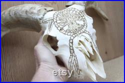Pyrographie Crâne de mouton avec cornes Bizarrerie nettoyée par la nature Crâne réel Unique en son genre Peroxyde à basse température blanchi