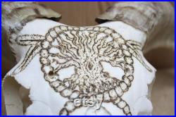Pyrographie Crâne de mouton avec cornes Bizarrerie nettoyée par la nature Crâne réel Unique en son genre Peroxyde à basse température blanchi