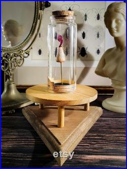 Queue de sirène en verre sur socle en liège dans un flacon en verre d'apothicaire pour cabinet de curiosité et médiéval fantastique