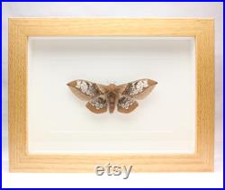 RARE Real Silk Moth encadré papillon papillon bug Neocarnegia basirei