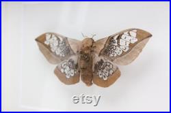 RARE Real Silk Moth encadré papillon papillon bug Neocarnegia basirei