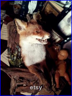 RED FOX Taxidermie Art, , cabinet de curiosité, chasse, art unique, FOX sur une monture, bizarreries vintage, taxidermie, taxidermie renard, décor de renard, renard