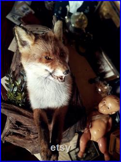 RED FOX Taxidermie Art, , cabinet de curiosité, chasse, art unique, FOX sur une monture, bizarreries vintage, taxidermie, taxidermie renard, décor de renard, renard