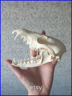 Race captive arctic snow white polar fox skull vulpes lagopus real bones taxidermy
