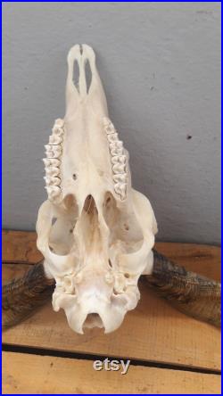 Ram skull 15 Crâne de bélier grade B