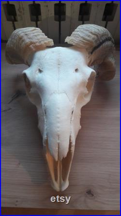 Ram skull 45 Crâne de bélier grade B