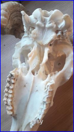 Ram skull 45 Crâne de bélier grade B
